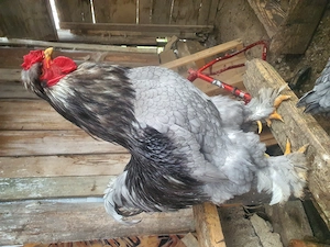 Familie 3+1 Cauta alta casă  - imagine 3