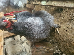 Familie 3+1 Cauta alta casă  - imagine 2