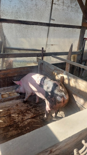 Scrofite, scroafe de presila sau taiat - imagine 4