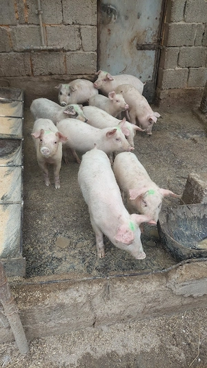 Purcei landras cu duroc