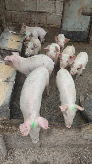 Purcei landras cu duroc - imagine 2