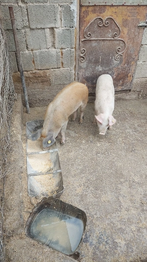 Purcei landras cu duroc