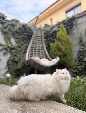 Casa Insiruita, Giroc, str. Cosmos, 87 mp utili + curte 35 mp - imagine 9