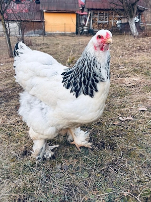 Vând ouă Brahma HD  - imagine 2