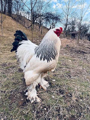 Vând ouă Brahma HD 