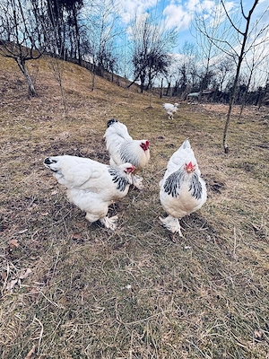 Vând ouă Brahma HD  - imagine 3