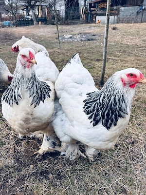 Vând ouă Brahma HD  - imagine 4