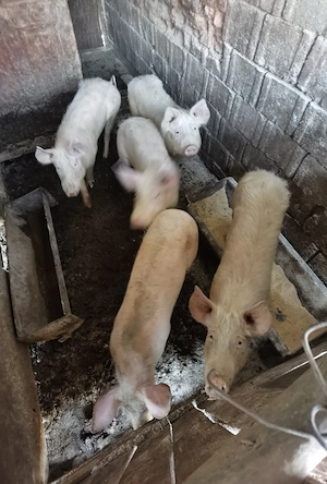 Vand cinci soldani  - imagine 3