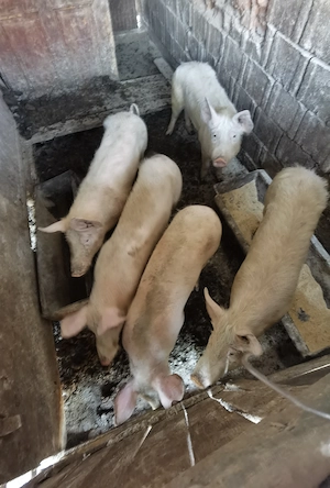 Vand cinci soldani  - imagine 2