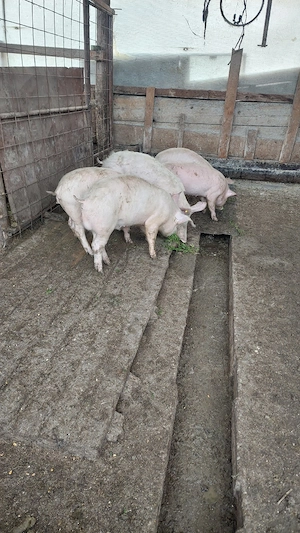 Purcei marele alb cu landras