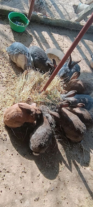 Vând iepurii la carcasă 