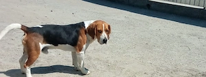Beagle mascul tricolor 