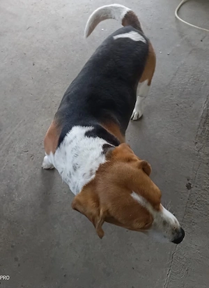 Beagle mascul tricolor  - imagine 2