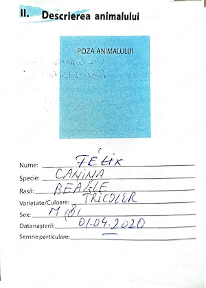 Beagle mascul tricolor  - imagine 3