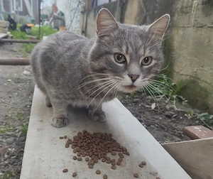 Adoptie Motanel Tanar Interior