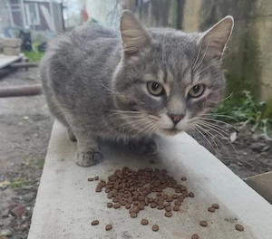 Adoptie Motanel Tanar Interior - imagine 3