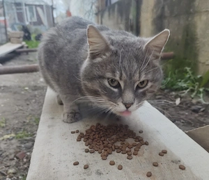 Adoptie Motanel Tanar Interior - imagine 4