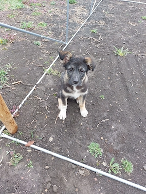 Donez catel 13 saptamani