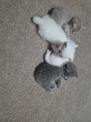 pisici british  - imagine 5