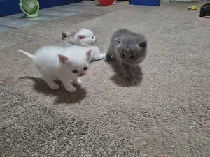 pisici british  - imagine 2