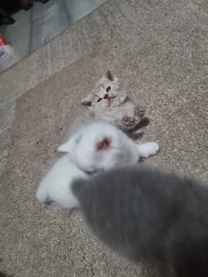 pisici british  - imagine 4