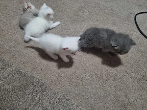 pisici british  - imagine 3