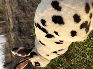 Iepuroi rasa pură Rex de vânzare . 