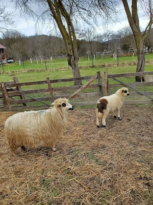 Vând oi si miei - imagine 4