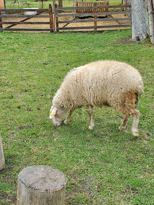 Vând oi si miei - imagine 2