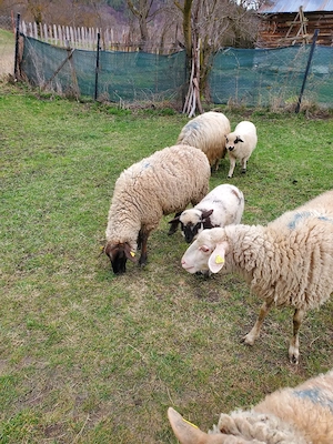 Vând oi si miei - imagine 3