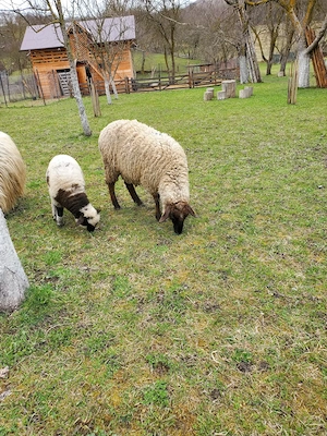 Vând oi si miei - imagine 5