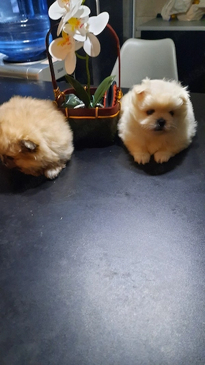 pomeranieni boo - imagine 2