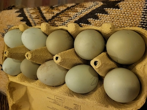 Vand oua Ameraucana pt incubat - imagine 2