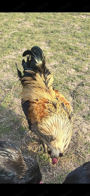 Vand oua Ameraucana pt incubat