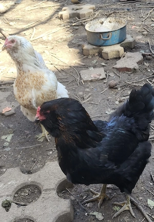 Vand oua Ameraucana pt incubat - imagine 3