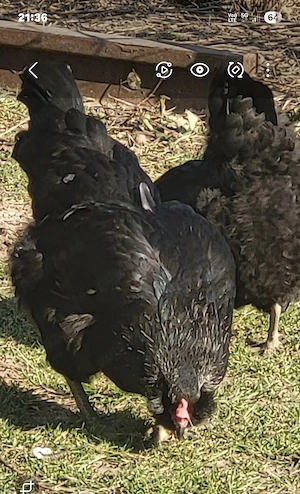 Vand oua Ameraucana pt incubat - imagine 4