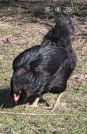 Vand oua Ameraucana pt incubat - imagine 5