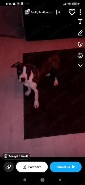  American Staffordshire Terrier de vânzare   9 luni      Vârstă: 9 luni    Rasa: American Staffo - imagine 3