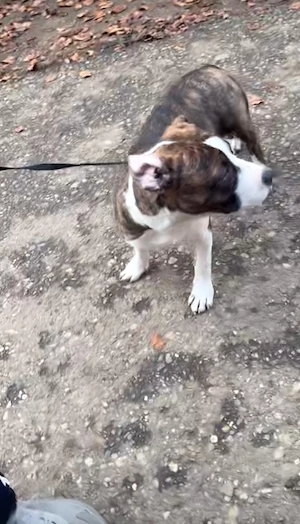  American Staffordshire Terrier de vânzare   9 luni      Vârstă: 9 luni    Rasa: American Staffo - imagine 2