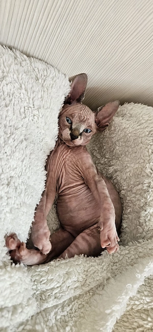 Pui de pisică Sphynx   dragoste la prima vedere! | - imagine 4