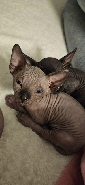 Pui de pisică Sphynx   dragoste la prima vedere! | - imagine 5