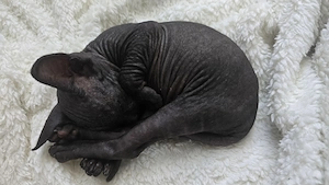 Pui de pisică Sphynx   dragoste la prima vedere! |