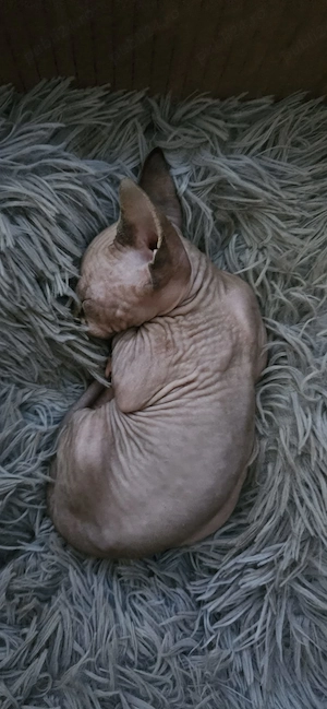 Pui de pisică Sphynx   dragoste la prima vedere! | - imagine 2