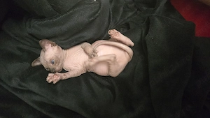 Pui de pisică Sphynx   dragoste la prima vedere! | - imagine 3