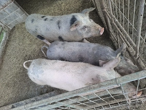 Vând porci! - imagine 4