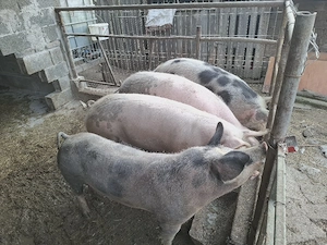 Vând porci! - imagine 3