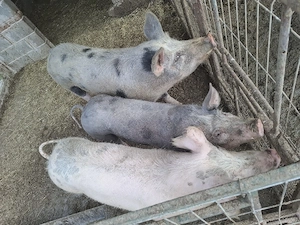 Vând porci! - imagine 2