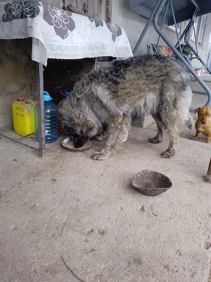 Cățea caucazian frumoasa  - imagine 3