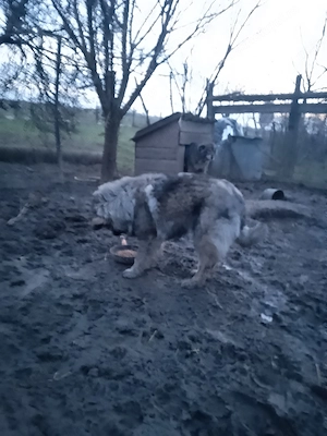 Cățea caucazian frumoasa  - imagine 2