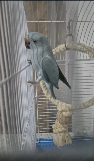 Papagal Micul alexandru  - imagine 2